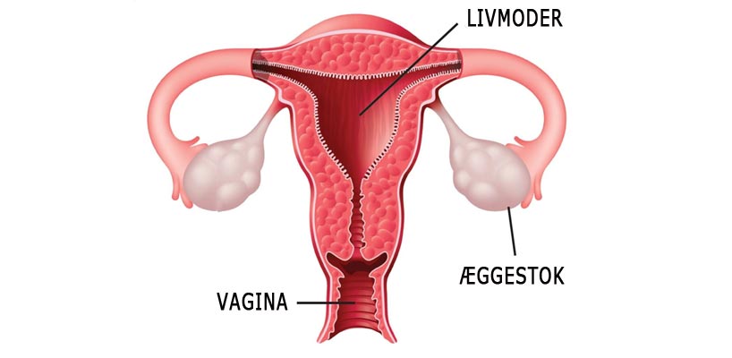 Livmoder