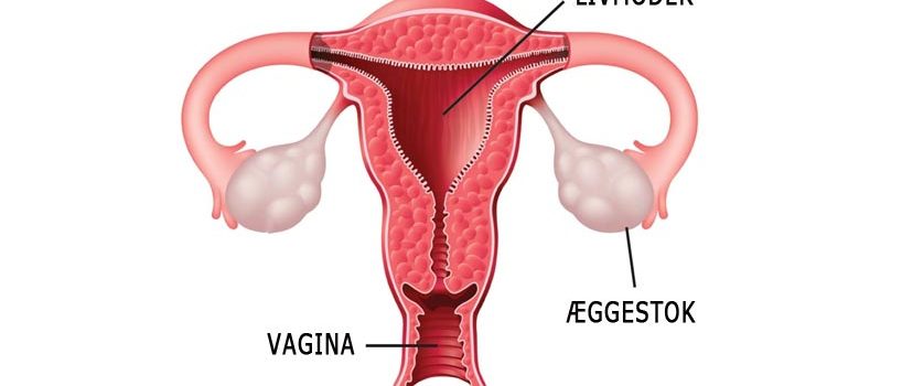 Livmoderen