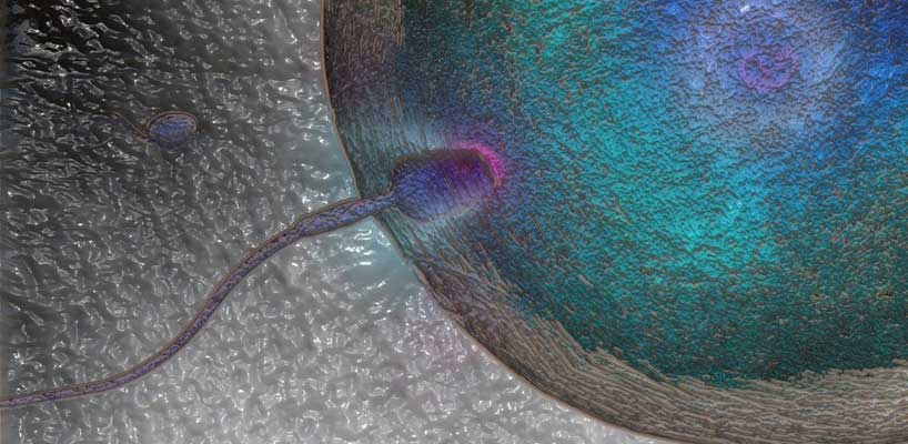 sædcelle trænger ind i ægcelle